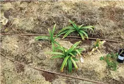  ??  ?? Drip irrigation delivers water directly to plant root zones, and uses up to 60% less water than sprinklers.