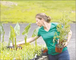  ?? H John Voorhees III / Hearst Connecticu­t Media ?? Stephanie Sweeney arranges plants at Holbrook Farm on Friday, in Bethel. The owners of Taproot restaurant in Bethel and Redding Roadhouse are leasing the farm. At right, a rooster roams.