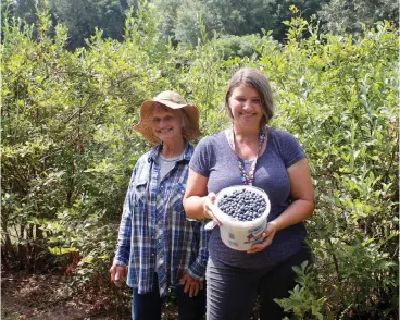 ?? Staff photo by Ashley Gardner ?? ■ Dorothy Russell and her daughter, Texarkana Blueberry Patch owner Michelle Armstrong, show off a bucket of blueberrie­s picked Monday. The blueberry farm opened for business Monday, and the picking season usually lasts about a month depending on...