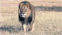  ??  ?? Minnesota dentist Walter Palmer has been revealed as the hunter whokilled Cecil the lion in Zimbabwe. It is alleged Cecil was lured out of Hwange National Park and shot with a crossbow.