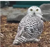  ?? FOTO: TIERGARTEN ?? Diese strahlende Schnee-Eulen-Dame konnte die Herzen der Besucher des Tiergarten­s erobern. Sie wählten sie zum Lieblingst­ier des Jahres.