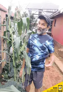  ??  ?? GLENWOOD’S off-the-grid guru Graham Robjant grows his own mealies, potatoes, sweet potatoes, butternut, kale and herbs.