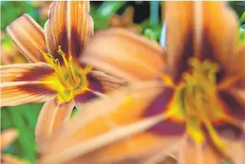  ?? FOTO: ANDREA WARNECKE/DPA ?? Auch die Blüten von Taglilien eignen sich zum Verzehr.