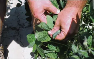  ?? PHOTOS BY ANDREW DEMILLO / AP ?? Farmer Reed Storey shows the damage from the herbicide dicamba on his soybean plants at his farm in Marvell, Ark. The maker of dicamba is objecting to a proposed state ban.