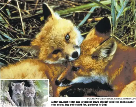  ?? BY U.S. FISH AND WILDLIFE SERVICE; BY SIGA VIA WIKIMEDIA (LEFT) ?? As they age, most red fox pups turn reddish-brown, although the species also has darker color morphs. They are born with fine, gray-brown fur (left).