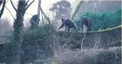  ?? CHANTAL BAXTER ?? Chimps escape from their enclosure at Belfast Zoo