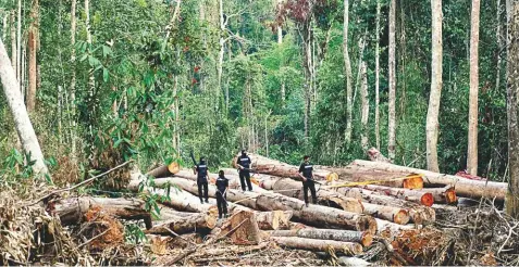  ?? BERNAMAPIX ?? ... Armed members of a Forestry Department task force stand guard on a stockpile of timber estimated to be worth RM3 million seized from an illegal logging syndicate at the Chini Forest Reserve in Pahang.