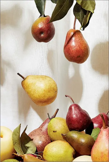  ?? For The Washington Post/TOM MCCORKLE ?? Assorted pears