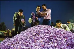  ??  ?? Potential customers inspect saffron flowers in the saffron flowers market in the city of Torbat Heydariyeh.