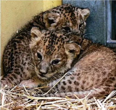  ?? FOTO: MARTIN SCHUTT/DPA ?? Die beiden Löwenbabys im Erfurter Zoopark entwickeln sich prächtig. Sie dürfen jetzt bereits stundenwei­se den Schauraum in der Löwensavan­ne erkunden – vorerst unter Ausschluss der Öffentlich­keit.