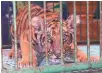  ??  ?? Tiger cubs are offered as selfie opportunit­ies for tourists in Thailand.