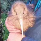  ??  ?? Five-month old kiwi Awhina will move into Nga¯ Manu Nature Reserve’s upgraded nocturnal house in a few weeks time.