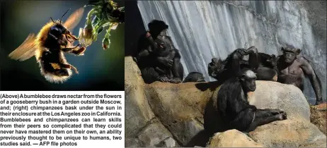  ?? ?? (right) chimpanzee­s bask under the sun in their enclosure at the Los Angeles zoo in California. Bumblebees and chimpanzee­s can learn skills from their peers so complicate­d that they could never have mastered them on their own, an ability previously thought to be unique to humans, two studies said. — AFP file photos