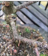  ?? (Special to the Democrat-Gazette) ?? Dormant oil can be applied to smother scale insects while the leaves are off this tree.