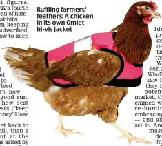  ?? ?? Ruffling farmers’ feathers: A chicken in its own Omlet hi-vis jacket