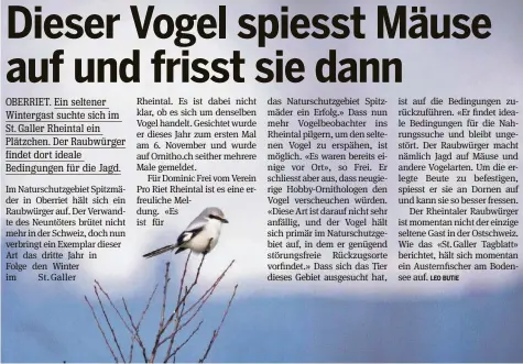  ??  ?? Ein Raubwürger (Lanius excubitor) gastiert zurzeit im Naturschut­zgebiet Spitzmäder in Oberriet.
VEREIN PRO RIET RHEINTAL