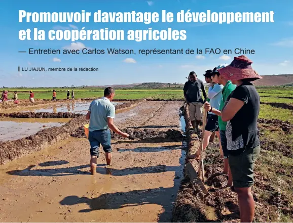  ??  ?? Un expert chinois envoyé par le Programme FAO-Chine de coopératio­n Sud-Sud enseigne la plantation de riz hybride à des agriculteu­rs malgaches.