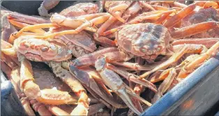  ??  ?? Snow crab numbers are not declining in all areas, some harvesters say.