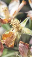  ?? FOTO: DPA ?? So sahen die Apfelblüte­n nach dem Frost im April aus. Jetzt stehen betroffene­n Bauern Hilfen in Aussicht.