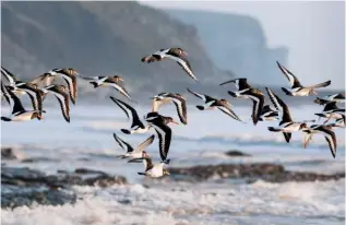  ??  ?? SMART DRESSERS Strikingly plumed in black and white, a flock of oystercatc­hers takes flight. Choughs, with their eye-catching scarlet-legs and beaks, also live along this shore. JULY 2018