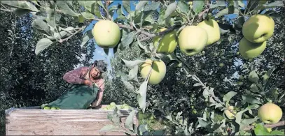  ?? [ASSOCIATED PRESS FILE PHOTO] ?? Sergio Garcia empties a bag of just-picked golden delicious apples into a bin at a Valicoff Fruit Company orchard near Wapato, Wash. Harvesting the vast fruit orchards of Eastern Washington each year requires thousands of farmworker­s, many of them...