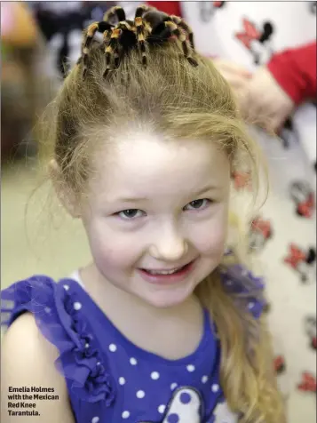  ??  ?? Emelia Holmes with the Mexican Red Knee Tarantula.