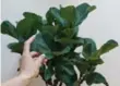  ?? DARRYL CHENG @HOUSEPLANT­JOURNAL ?? Cheng shows the bambino version of a fiddle leaf fig tree. It’s a good choice for winter gardeners who want an indoor plant fix.