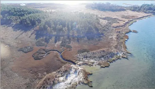  ?? AP PHOTO ?? A narrow band of brown pine trees that were killed by October 2015 tidal flooding near Yorktown, Va.