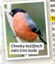  ??  ?? Cheeky bullfinch eats tree buds