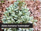  ?? ?? Abies koreana ‘Icebreaker’