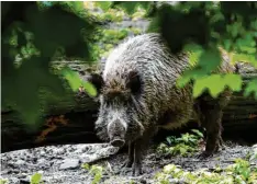  ?? Foto: Andrea Warnecke, dpa ?? In Wildschwei­nfleisch werden immer wieder und zunehmend Chemikalie­n nachgewies­en.