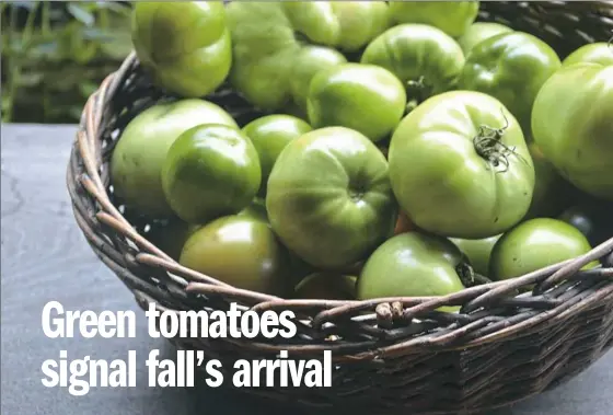  ??  ?? Green tomatoes are not a special variety or type. They're simply unripe tomatoes, usually gathered just before a frost. For green tomato relish, below, fried green tomatoes and curried green tomato soup recipes, see Page C-2.