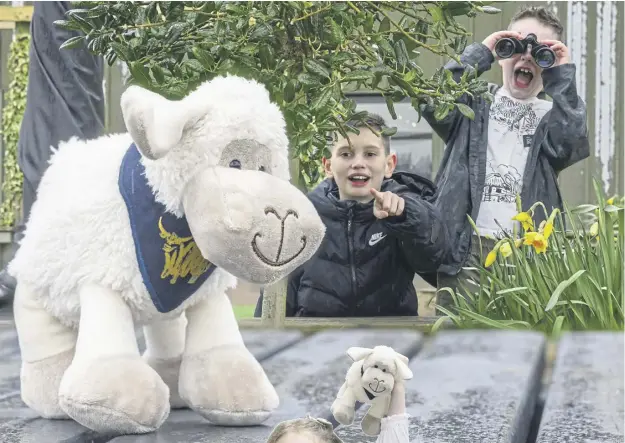  ?? ?? Eyes on the prize: the wee soft toy sheep have been secreted away in hiding places all around Scotland