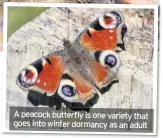  ??  ?? A peacock butterfly is one variety that goes into winter dormancy as an adult