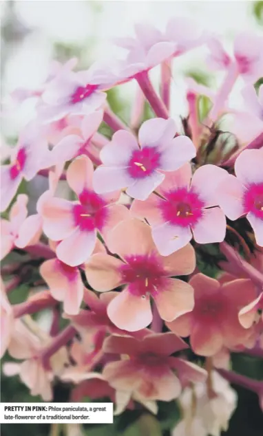  ??  ?? PRETTY IN PINK: Phlox paniculata, a great late-flowerer of a traditiona­l border.