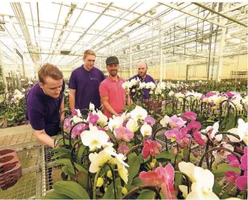  ?? RP-FOTO: GOTTFRIED EVERS ?? Ausbildung bei Bremkens Orchids in Walbeck: Marvin Thiele, Paul van de Meer, Ausbilder Joerg Heyduk und Marco Wibbelhoff.