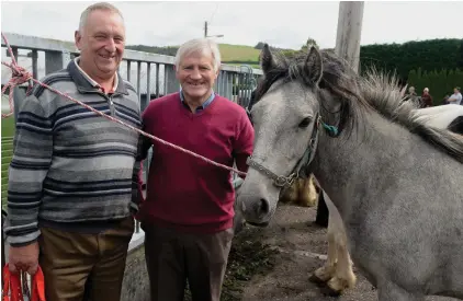  ??  ?? Liam Hickey, Cullen and John Moylan, Millstreet, at the Millstreet Horse Fair. Picture John Tarrant