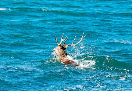  ?? PHOTO: COLIN AITCHISON ?? The eight pointer stag eventually swam to shore and disappeare­d up a hill.