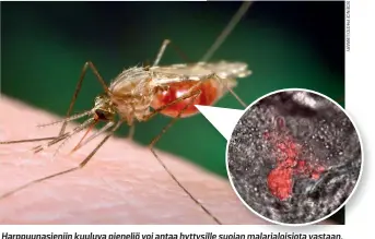  ??  ?? Harppuunas­ieniin kuuluva pieneliö voi antaa hyttysille suojan malarialoi­siota vastaan. Siten hyttyset eivät enää voisi levittää malariaa ihmisiin.