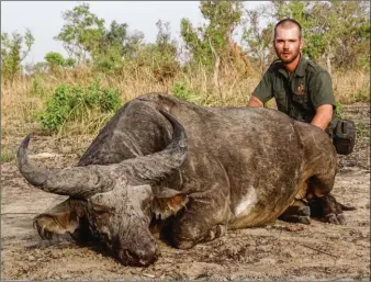  ??  ?? Avec 77 cm d’envergure de cornage, ce buffle de savane compte parmi les très grands.