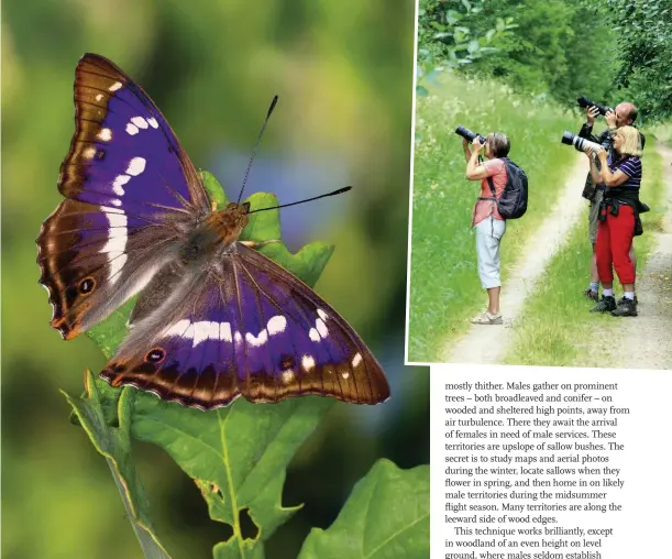  ??  ?? Above: males can be seen from late June to mid July. Top right: zoom lenses help when photograph­ing this high-flying species. Below: the underside of the wings features a prominent eye-spot.