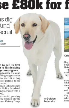  ??  ?? A Golden Labrador Orkney is getting its first drug dog