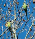  ??  ?? Due pappagalli fotografat­i alle Cascine