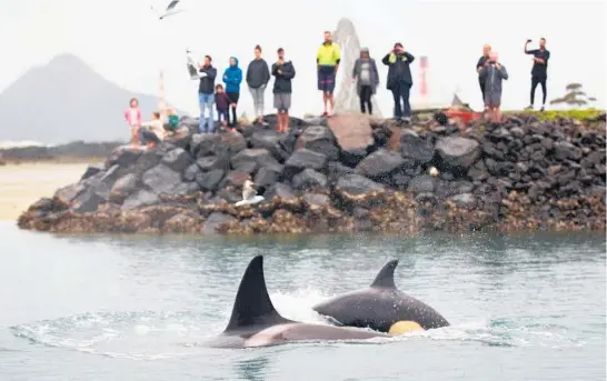  ??  ?? People turned out to admire the orca feeding at Marsden Cove Marina near Whanga¯rei yesterday.