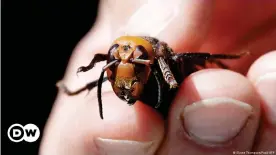  ??  ?? Los avispones han atacado panales llenos de abejas y expulsado a colmenas enteras