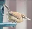  ?? BRIAN MORIN PHOTO ?? With colder weather, watch for Carolina Wrens at your feeder, like this one seen in Cornwall. They enjoy suet and peanut feeders.