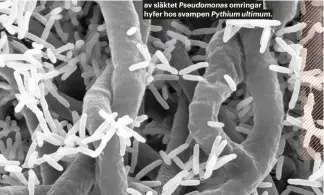  ??  ?? Små, stavformad­e jordbakter­ier av släktet Pseudomona­s omringar hyfer hos svampen Pythium ultimum.
