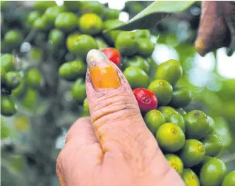  ?? ARCHIVO - ADN ?? La temperatur­a de las manos femeninas resulta determinan­te en la recolecció­n cafetera.