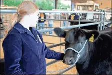  ?? Jeremy stewart ?? Cedartown Middle School student Emily Lewis scatches her heifer Shadow while preparing her for the Polk County Show Team’s cattle sale Friday, Feb. 3.