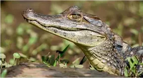  ?? Photo: 123RF ?? A caiman suns himself — watch out for them around shallow waters.